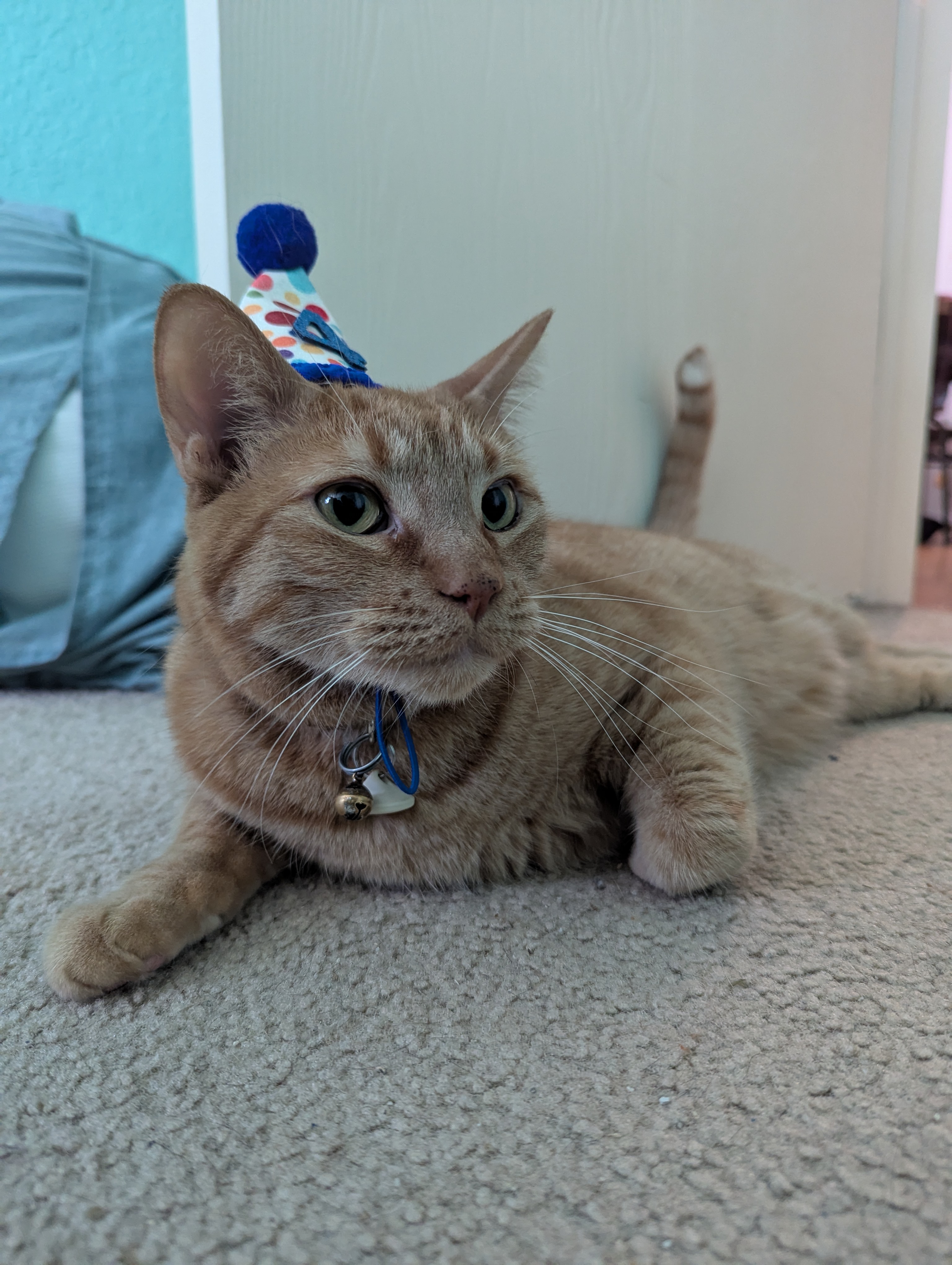Lounging Pekoe