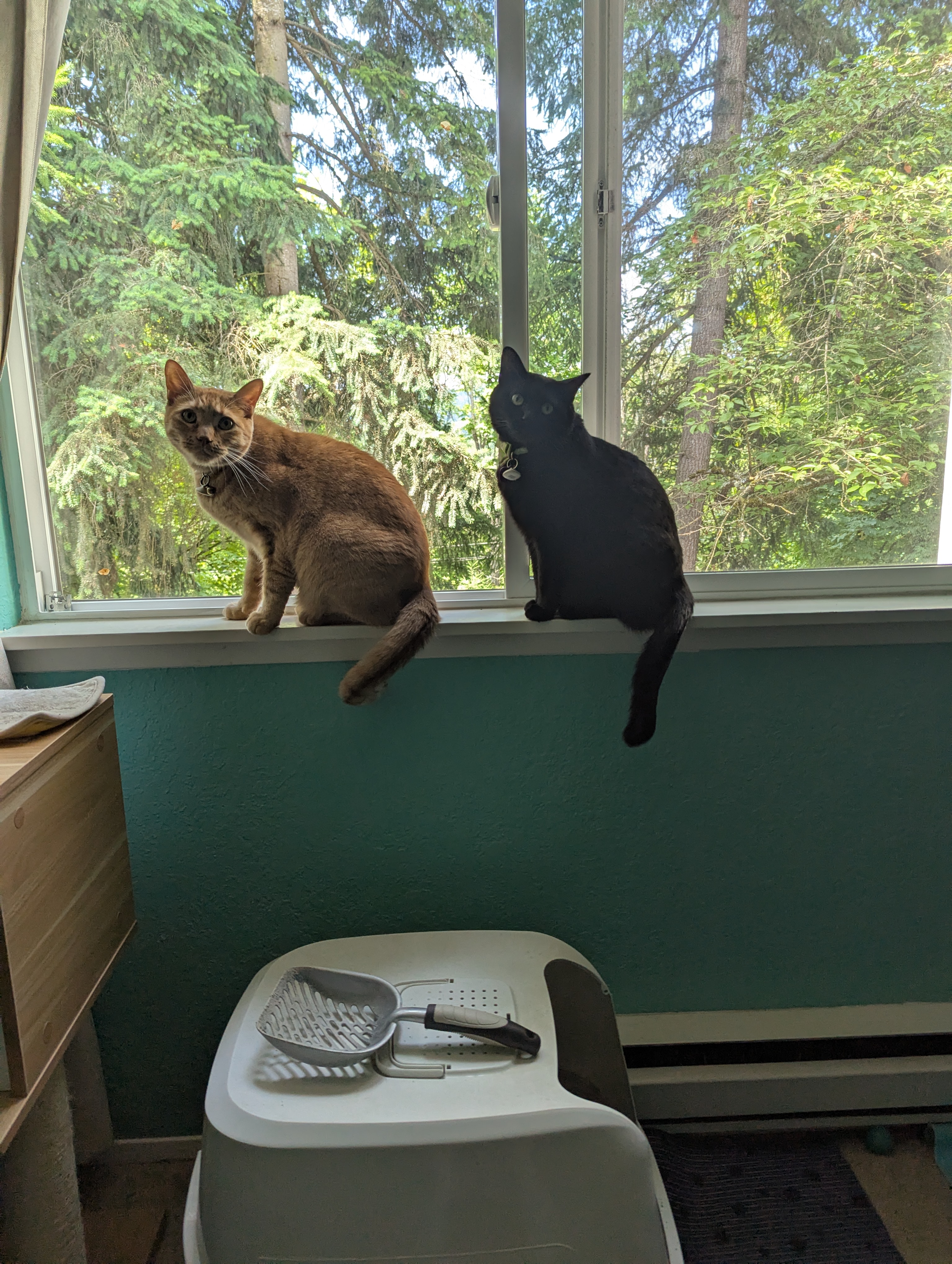 Pekoe and Aggie