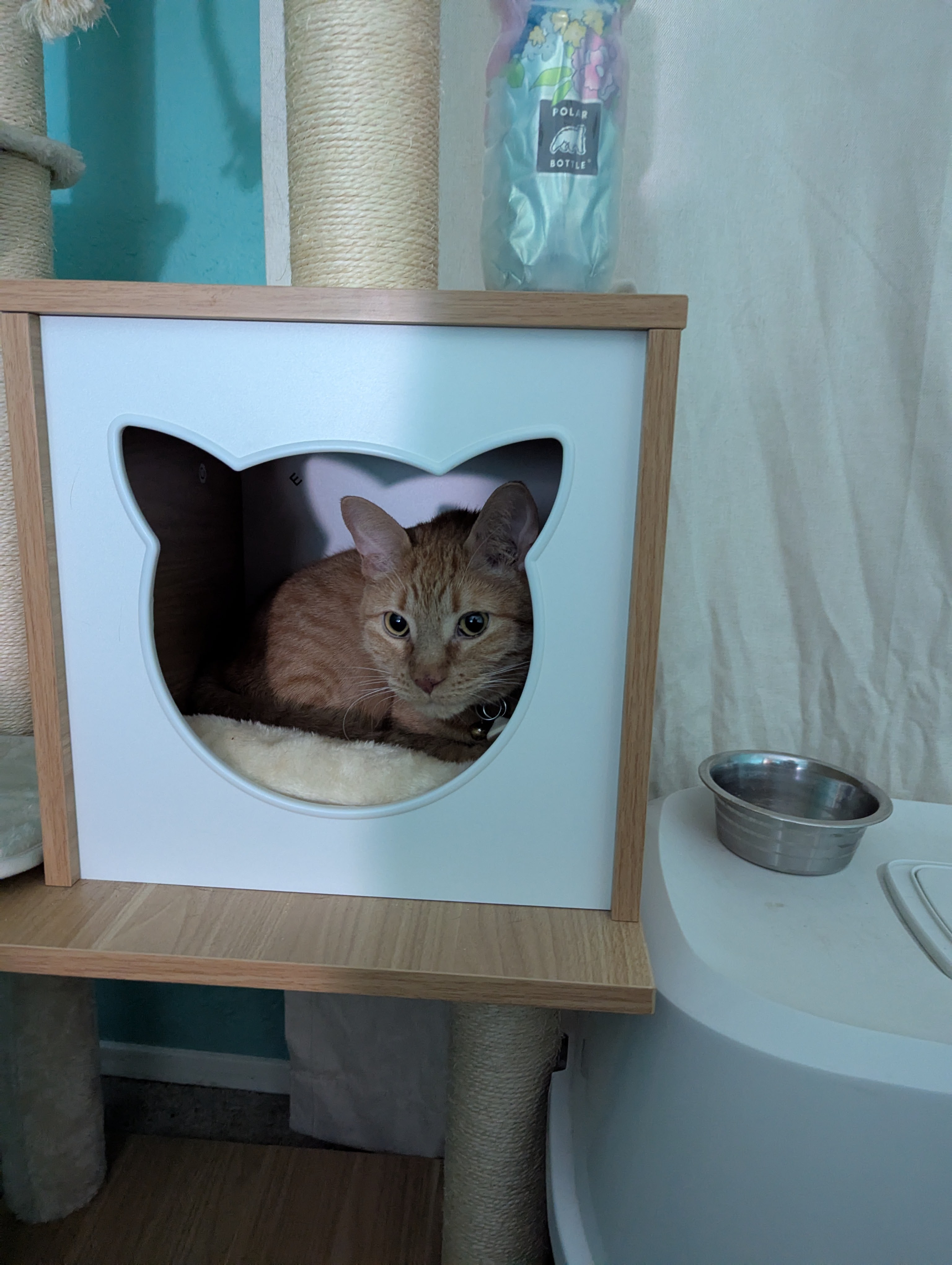 Pekoe in Bed