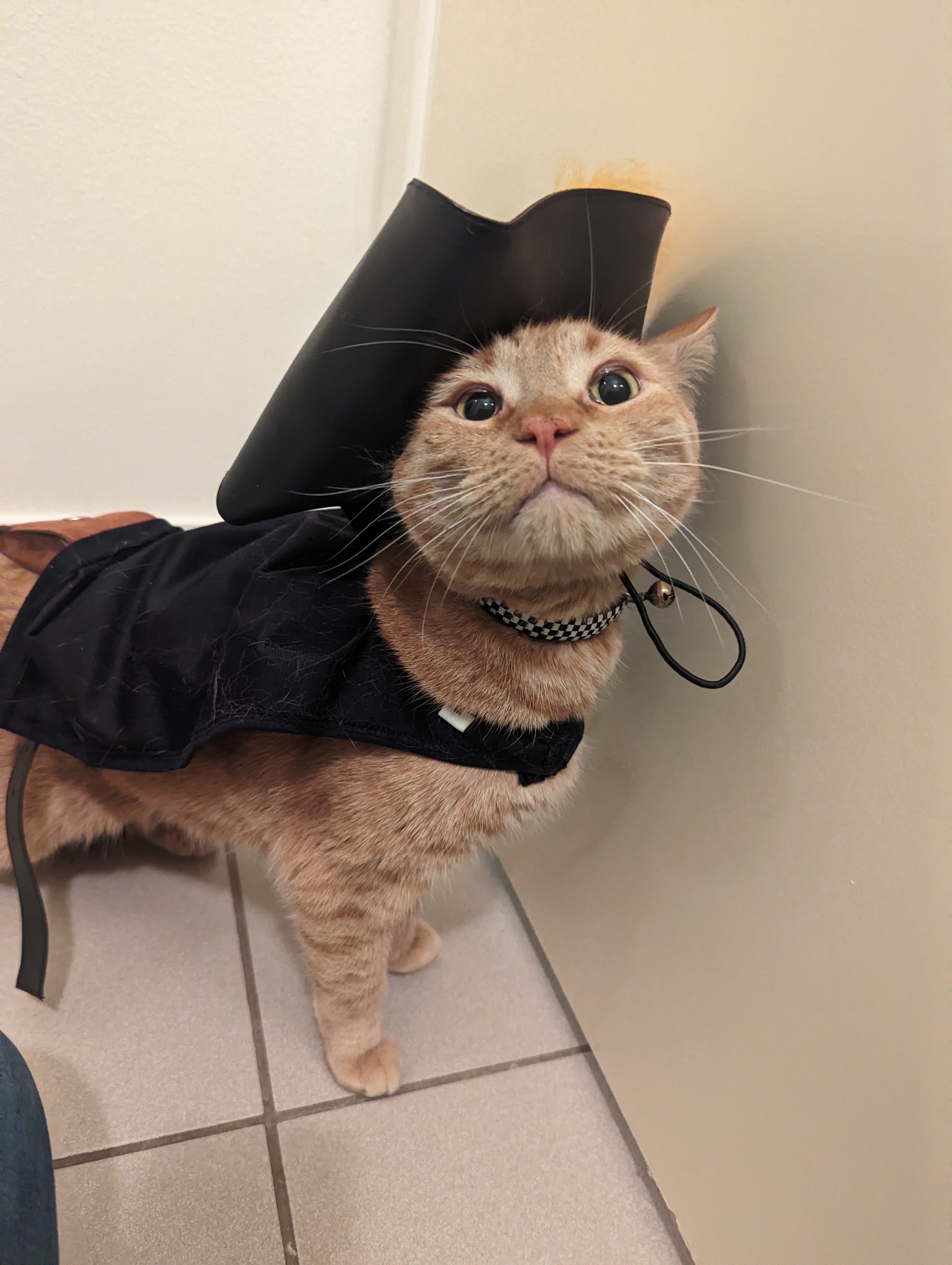 Pekoe Dressed Up