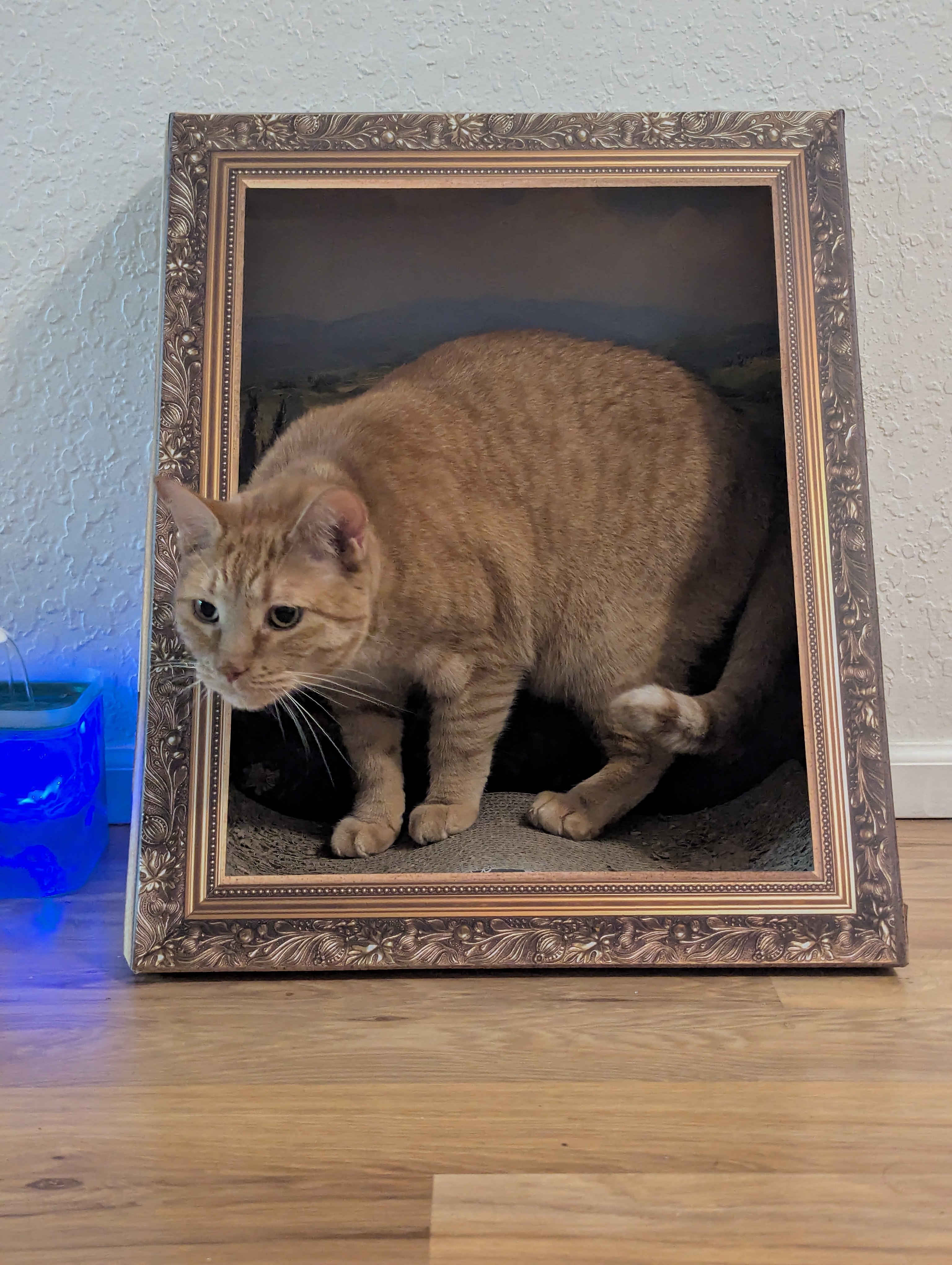 Pekoe in the Picture Frame