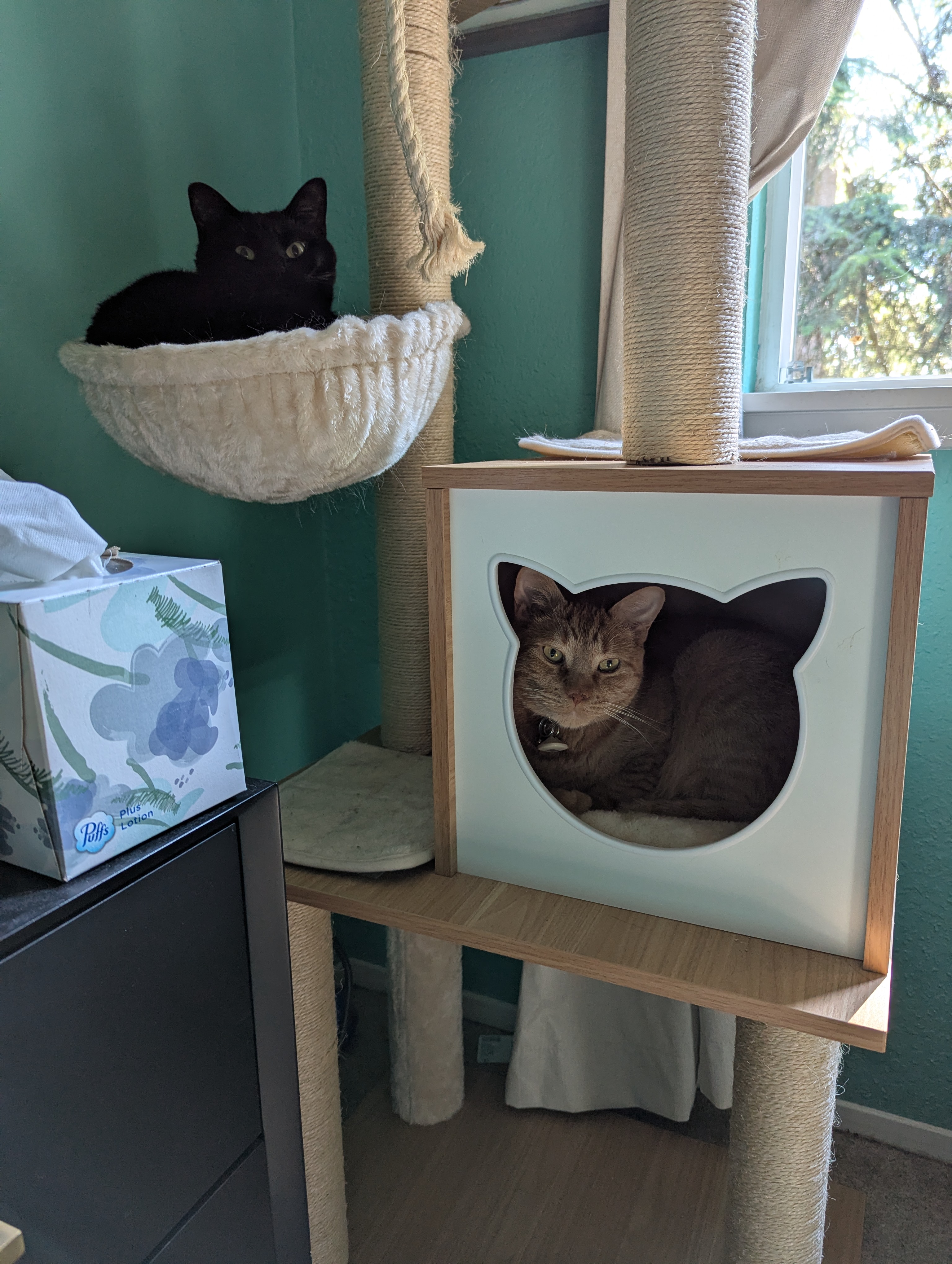 Cats in the Tower