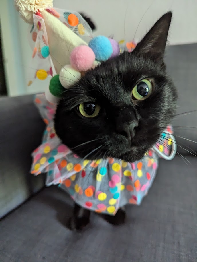 Celebration cat