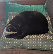 Comfy cat