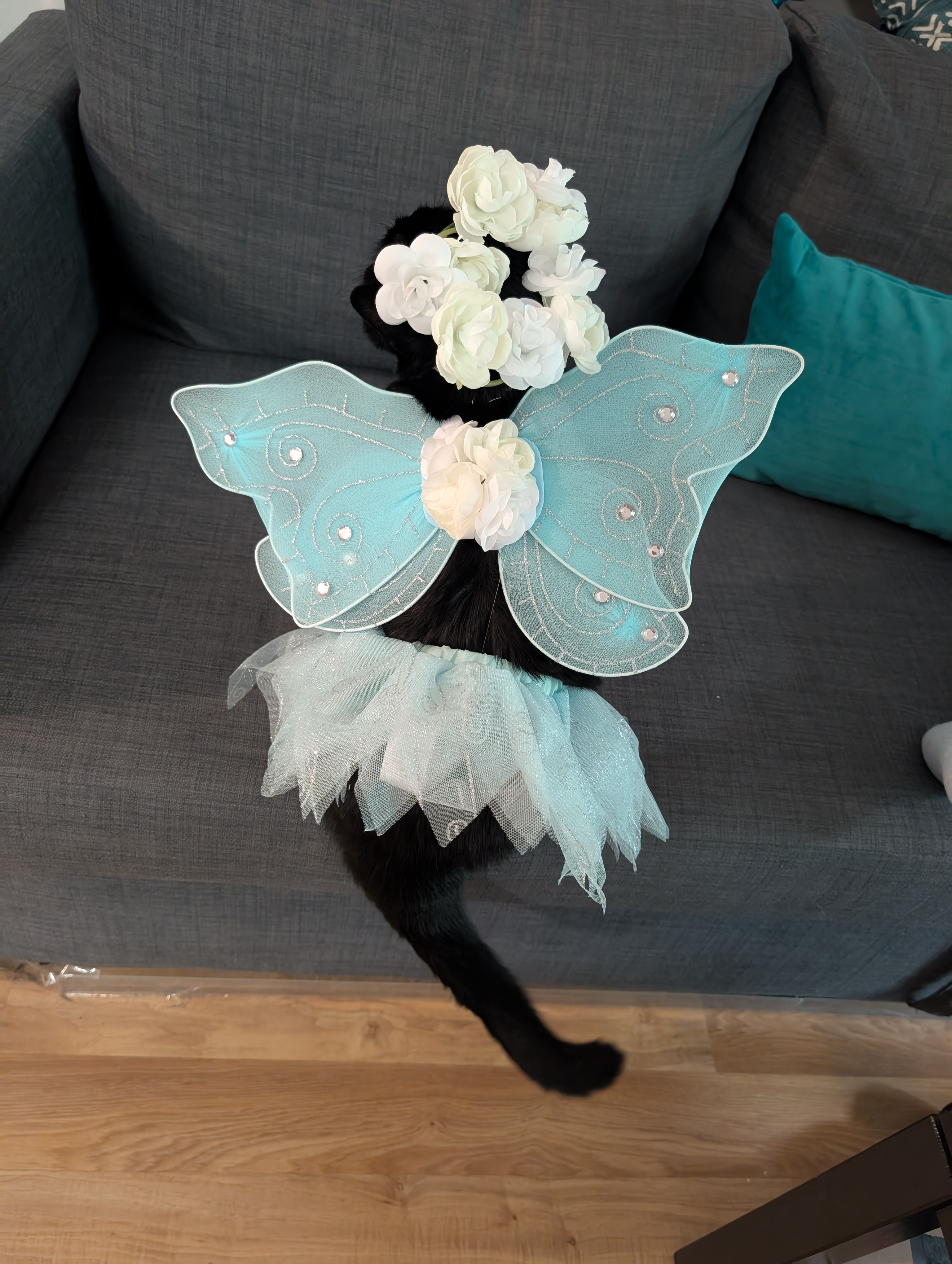 Fairy Cat