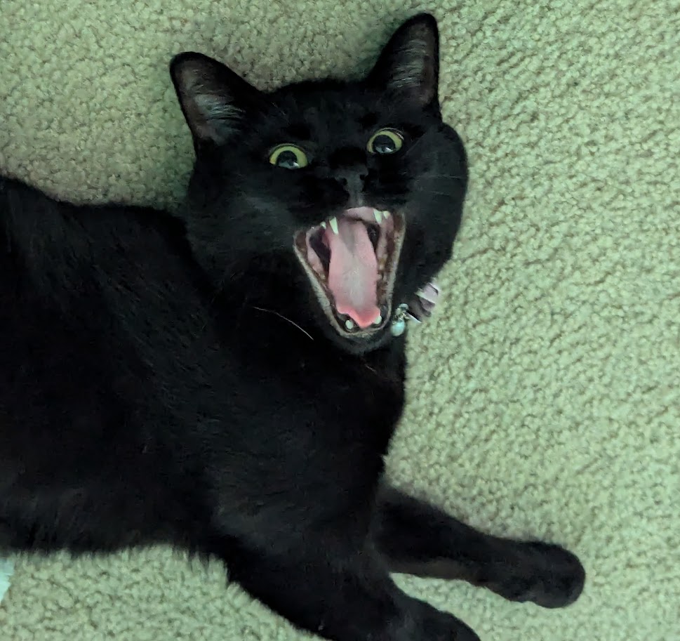 Happy cat
