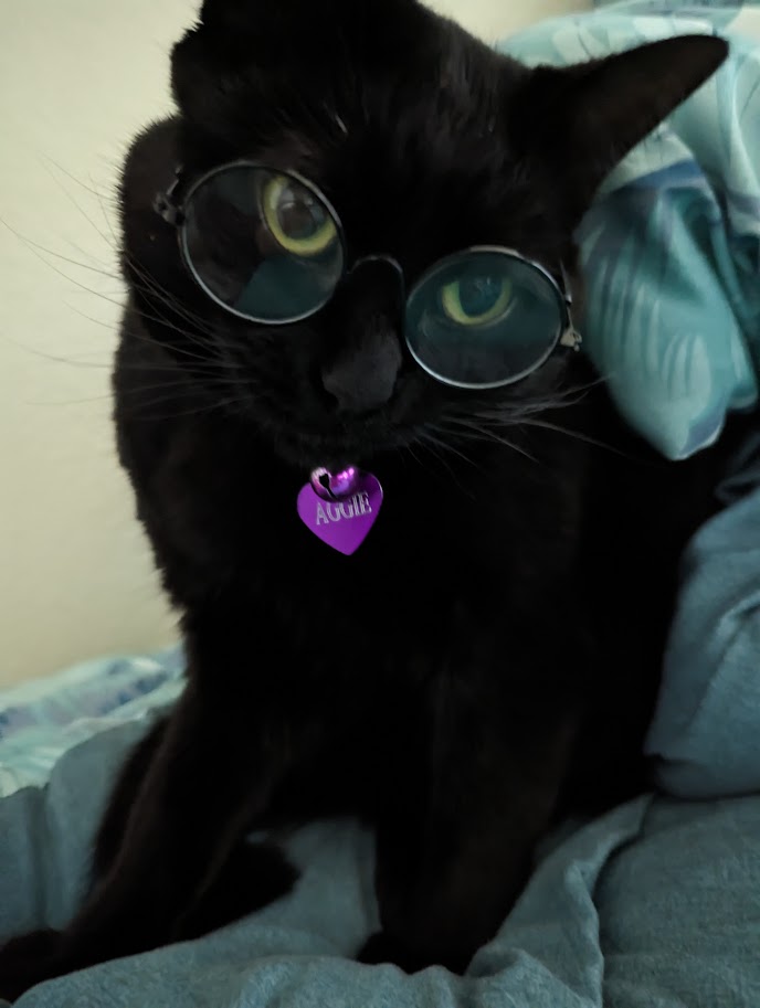 Judgy cat