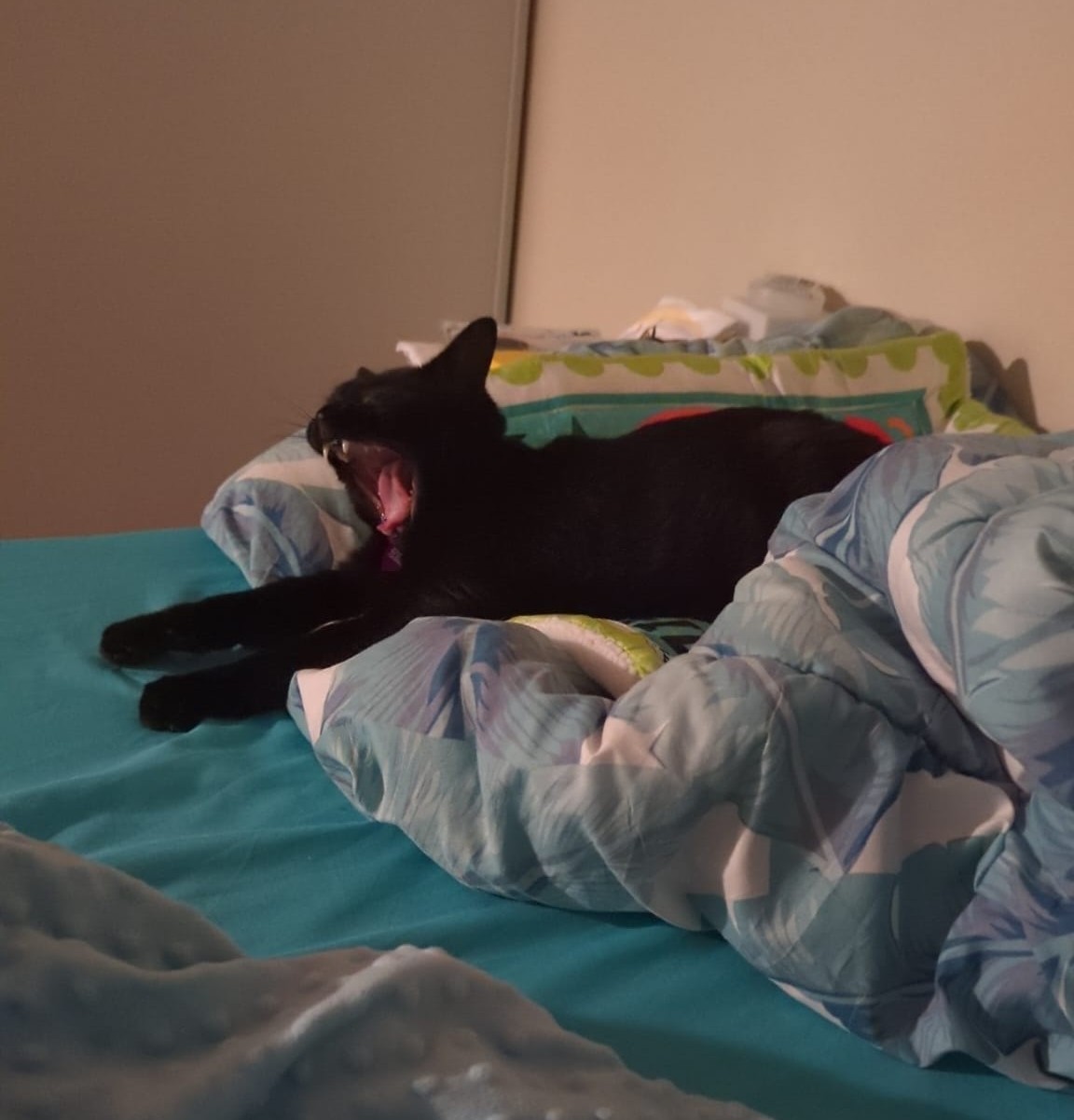 Cat scream