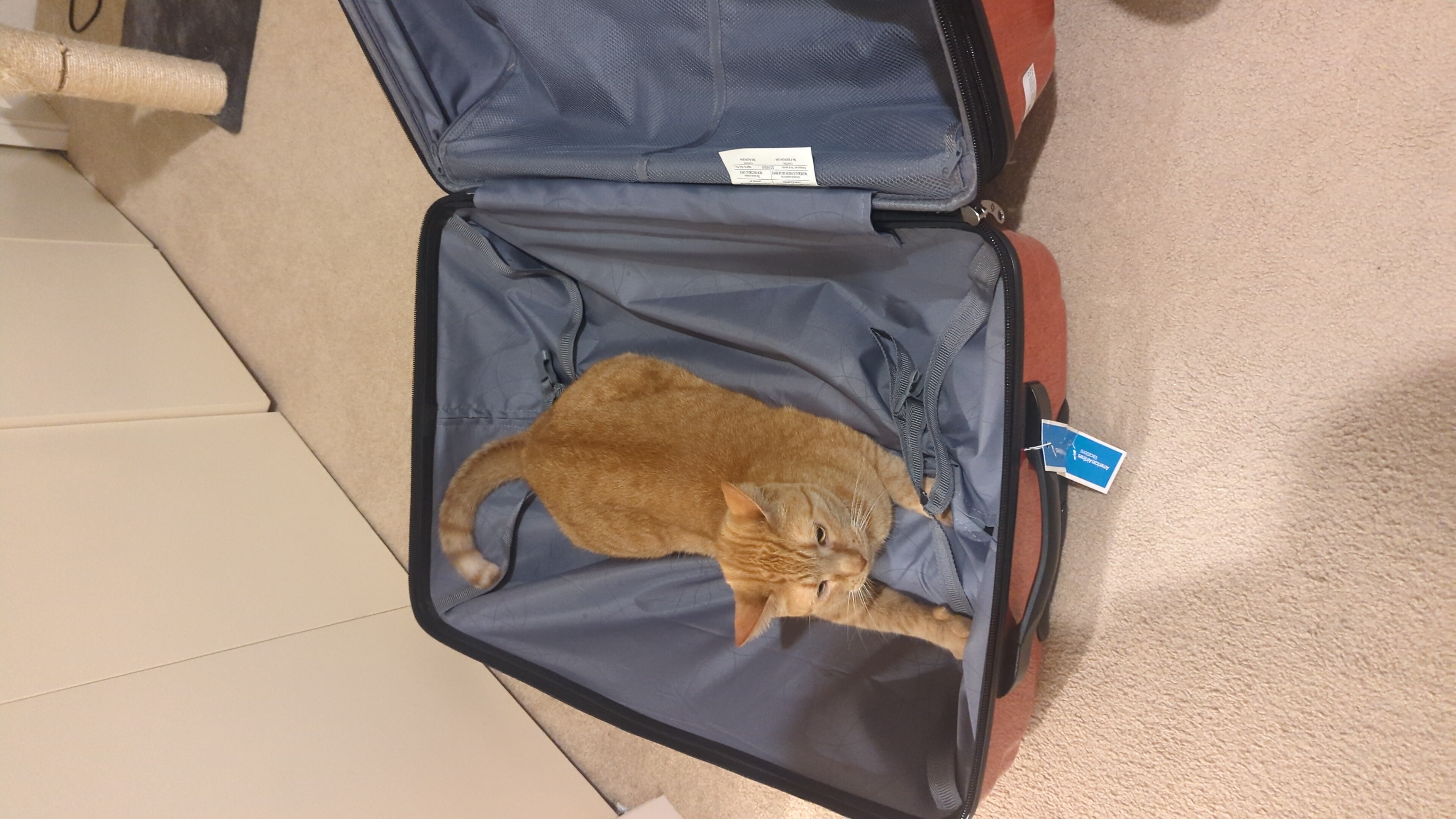 Pekoe Packing His Bags
