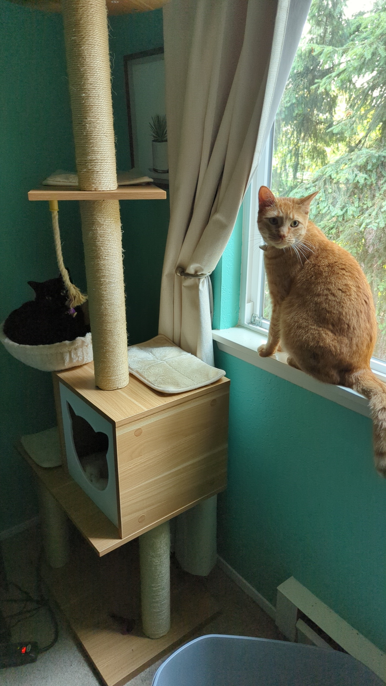 Pekoe and Aggie Hangout
