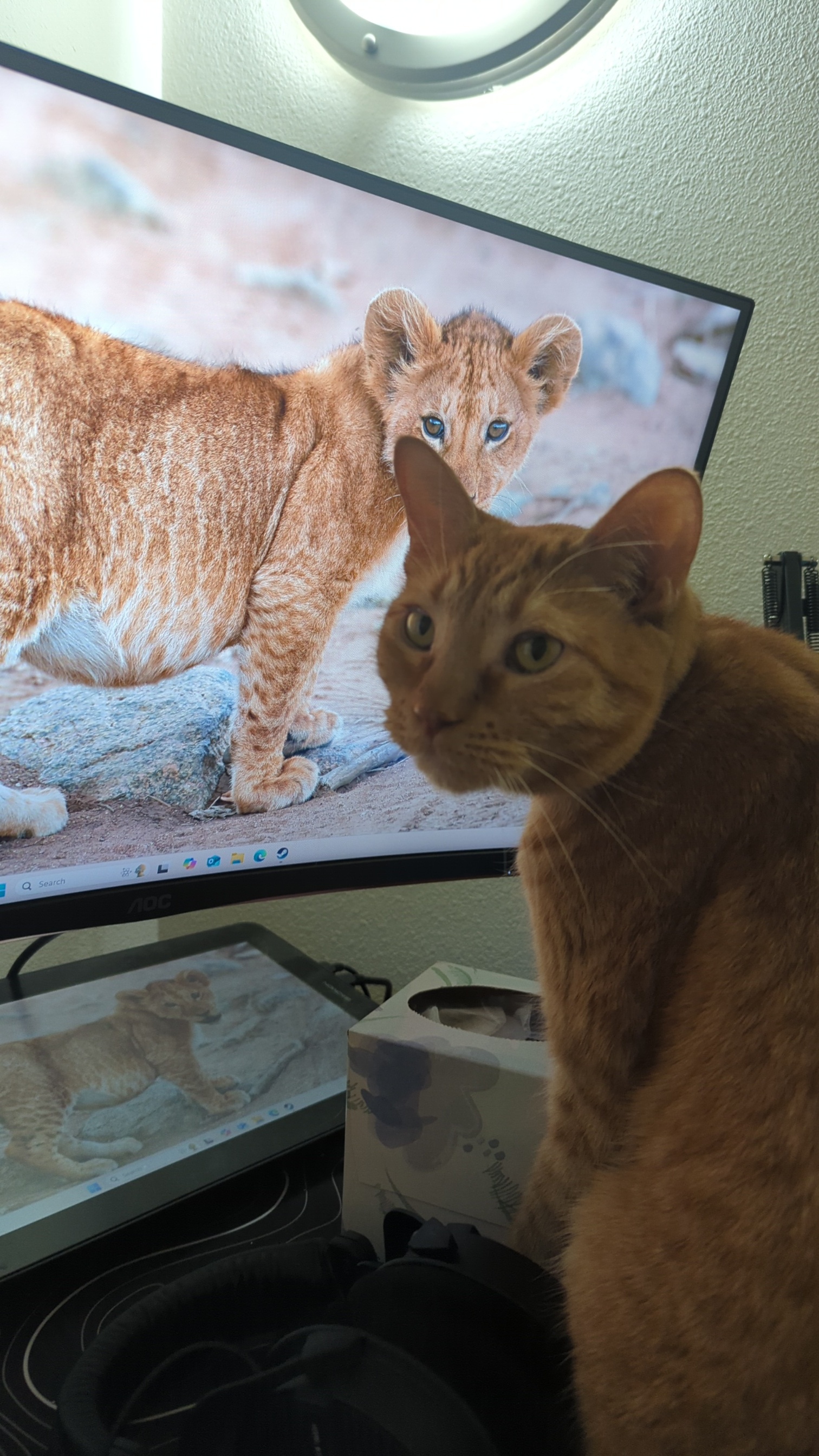 Pekoe Lion Spirit