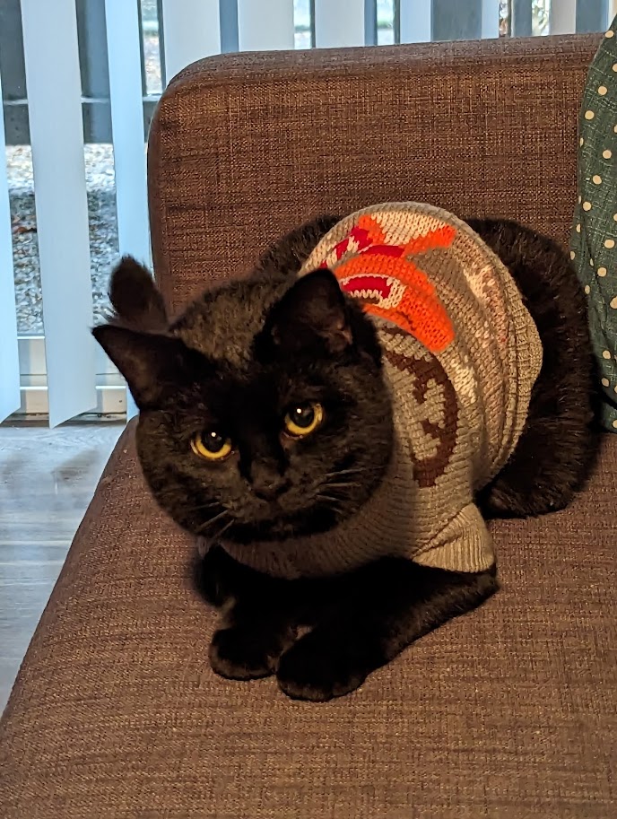 Sweater cat